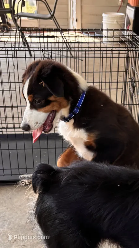 Gus – Miniature Australian Shepherd puppy for sale in Fresno, OH