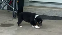 #9 Black Tri Male, a male Miniature Australian Shepherd for sale in Fresno, OH – 4 of 8