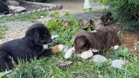 #4 Lily, a female Miniature Australian Shepherd for sale in Fresno, OH – 4 of 8