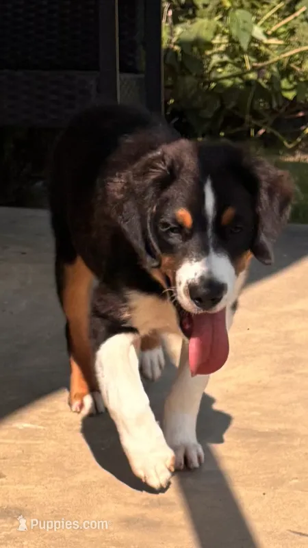 Bear – Miniature Australian Shepherd puppy for sale in Fresno, OH