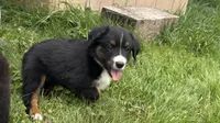 #10 Winston, a male Miniature Australian Shepherd for sale in Fresno, OH – 6 of 10