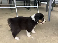 #6 Black Tri Male, a male Miniature Australian Shepherd for sale in Fresno, OH – 5 of 10