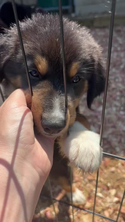 Sam, a male Miniature Australian Shepherd for sale in Fresno, OH – 6 of 6