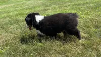 #8 Gus, a male Miniature Australian Shepherd for sale in Fresno, OH – 4 of 10