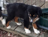 Sam, a male Miniature Australian Shepherd for sale in Fresno, OH – 3 of 6