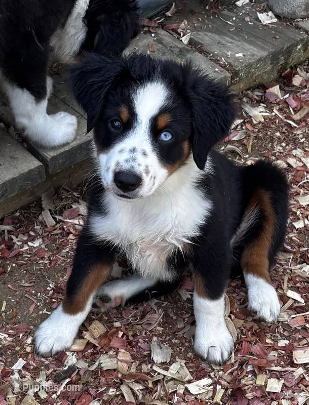 #1 Sadie – Miniature Australian Shepherd puppy for sale in Fresno, OH