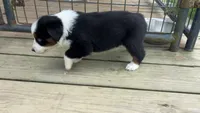 #1 Black Tri Female, a female Miniature Australian Shepherd for sale in Fresno, OH – 3 of 8