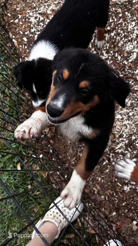 Sam – Miniature Australian Shepherd puppy for sale in Fresno, OH