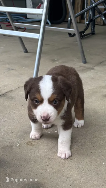 #4 Red Tri Female – Miniature Australian Shepherd puppy for sale in Fresno, OH