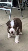 #4 Red Tri Female, a female Miniature Australian Shepherd for sale in Fresno, OH – 1 of 6