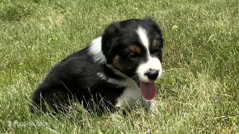 #7 Black Tri Male – Miniature Australian Shepherd puppy for sale in Fresno, OH