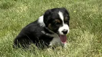 #7 Bear, a male Miniature Australian Shepherd for sale in Fresno, OH – 1 of 5