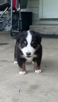 #8 Black Tri Male, a male Miniature Australian Shepherd for sale in Fresno, OH – 1 of 9