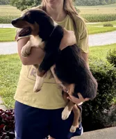 Sam, a male Miniature Australian Shepherd for sale in Fresno, OH – 5 of 6