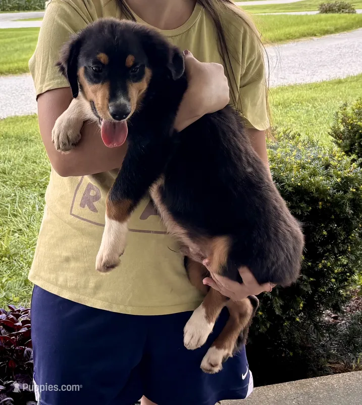 Sam – Miniature Australian Shepherd puppy for sale in Fresno, OH