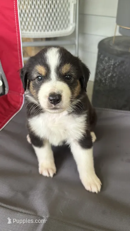 #6 Black Tri Male – Miniature Australian Shepherd puppy for sale in Fresno, OH