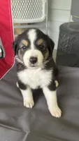 #6 Black Tri Male, a male Miniature Australian Shepherd for sale in Fresno, OH – 1 of 10