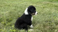#6 Finn, a male Miniature Australian Shepherd for sale in Fresno, OH – 3 of 9