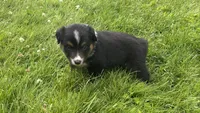 #11 Black Tri Male, a male Miniature Australian Shepherd for sale in Fresno, OH – 3 of 10