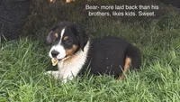 #7 Bear, a male Miniature Australian Shepherd for sale in Fresno, OH – 2 of 10