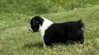 #7 Bear, a male Miniature Australian Shepherd for sale in Fresno, OH – 4 of 5