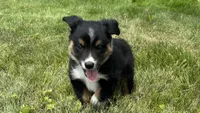 #11 Hank, a male Miniature Australian Shepherd for sale in Fresno, OH – 5 of 8