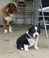 #7 Black Tri Male, a male Miniature Australian Shepherd for sale in Fresno, OH – 7 of 10