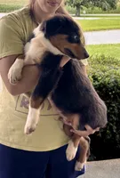 Sam, a male Miniature Australian Shepherd for sale in Fresno, OH – 2 of 6