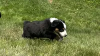 #8 Gus, a male Miniature Australian Shepherd for sale in Fresno, OH – 5 of 10