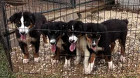 #7 Bear, a male Miniature Australian Shepherd for sale in Fresno, OH – 6 of 10