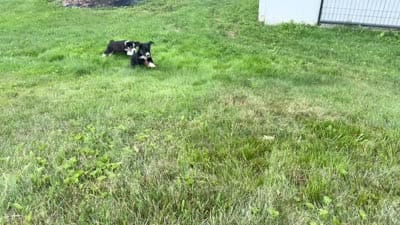 #10 Winston, a male Miniature Australian Shepherd for sale in Fresno, OH – 7 of 10