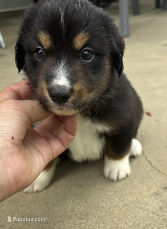 #9 Black Tri Male – Miniature Australian Shepherd puppy for sale in Fresno, OH