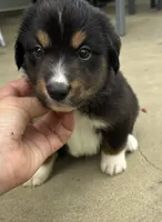 #9 Black Tri Male, a male Miniature Australian Shepherd for sale in Fresno, OH – 1 of 8