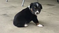 #11 Black Tri Male, a male Miniature Australian Shepherd for sale in Fresno, OH – 1 of 10