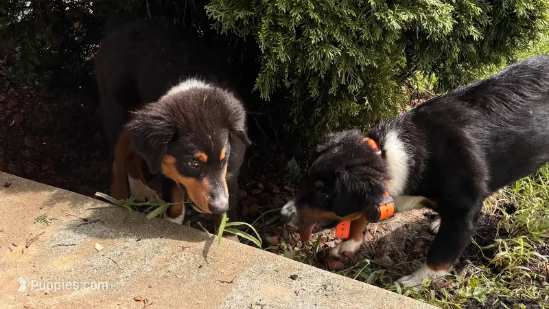 Sam – Miniature Australian Shepherd puppy for sale in Fresno, OH