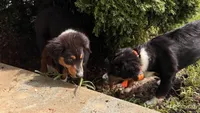 Sam, a male Miniature Australian Shepherd for sale in Fresno, OH – 1 of 6