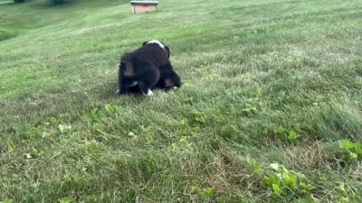 #10 Winston, a male Miniature Australian Shepherd for sale in Fresno, OH – 8 of 10