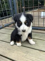 #1 Black Tri Female, a female Miniature Australian Shepherd for sale in Fresno, OH – 1 of 8