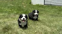 #8 Gus, a male Miniature Australian Shepherd for sale in Fresno, OH – 3 of 10