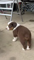 #4 Red Tri Female, a female Miniature Australian Shepherd for sale in Fresno, OH – 4 of 6