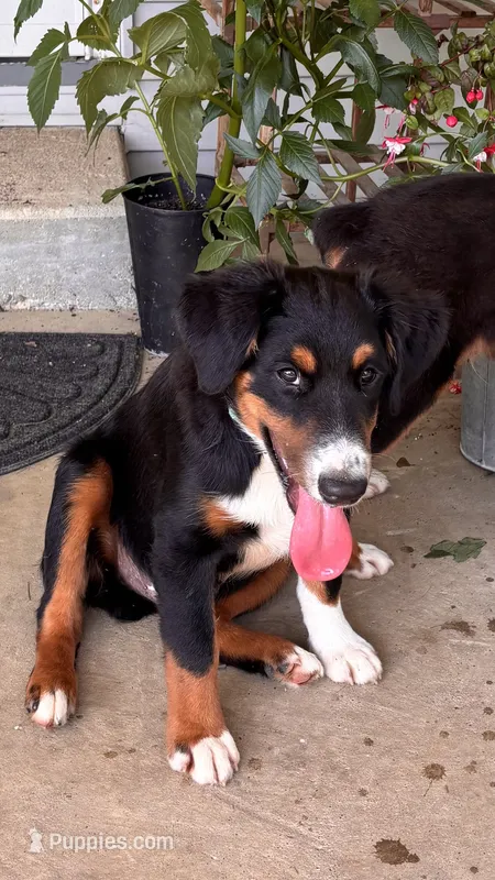 Winston – Miniature Australian Shepherd puppy for sale in Fresno, OH