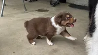 #2 Red Tri Male, a male Miniature Australian Shepherd for sale in Fresno, OH – 5 of 9