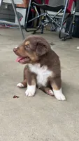 #2 Red Tri Male, a male Miniature Australian Shepherd for sale in Fresno, OH – 4 of 9