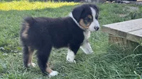 #5 Beau, a male Miniature Australian Shepherd for sale in Fresno, OH – 4 of 8