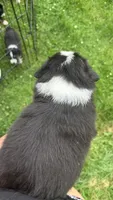 #8 Black Tri Male, a male Miniature Australian Shepherd for sale in Fresno, OH – 5 of 9