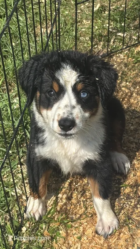 #1 Sadie – Miniature Australian Shepherd puppy for sale in Fresno, OH