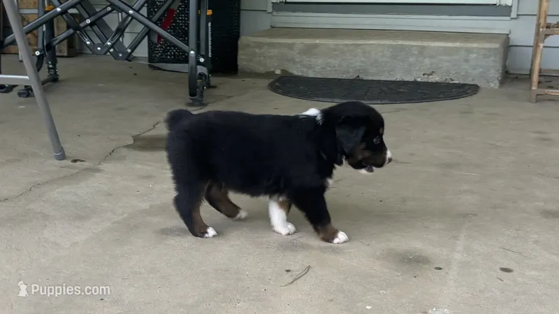 #10 Black Tri Male – Miniature Australian Shepherd puppy for sale in Fresno, OH