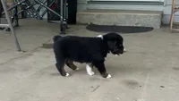 #10 Black Tri Male, a male Miniature Australian Shepherd for sale in Fresno, OH – 5 of 9