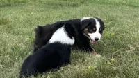 #8 Gus, a male Miniature Australian Shepherd for sale in Fresno, OH – 6 of 10