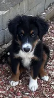 #10 Winston, a male Miniature Australian Shepherd for sale in Fresno, OH – 3 of 10